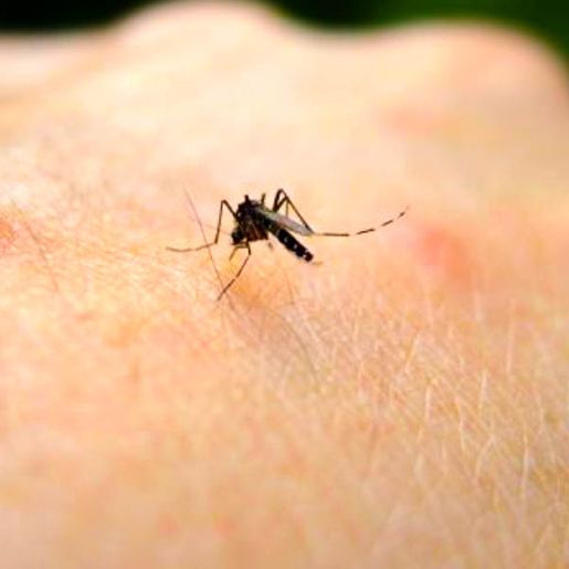 SC chega a 41 mortes por dengue no ano e tem 59 cidades com epidemia