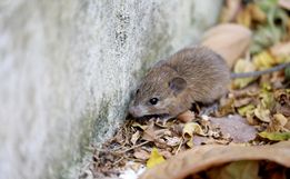 Oitava morte por leptospirose é confirmada no RS