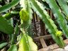 Morador de SJCedro investe no cultivo de pitaya