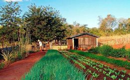 Falta de chuva regular, alta nos insumos e cortes de recursos para agricultura preocupa Sintraf
