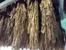 Produtores de tabaco iniciam período de classificação 