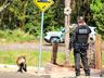 Polícias Civil e Militar desencadeiam operação em São Miguel do Oeste