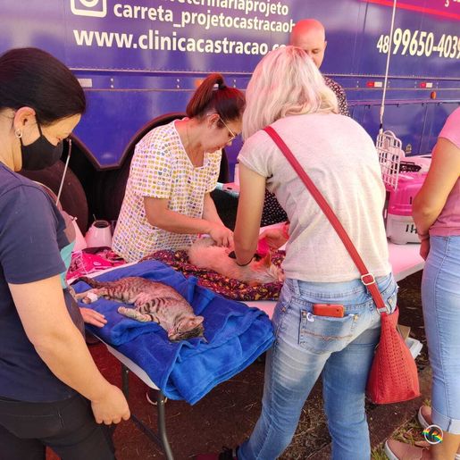 ONG Cedro Animal realiza mutirão de castração
