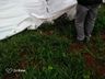 Município auxilia na recolha e descarte adequado de animais mortos em tombamento de caminhão