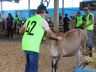 Julgamento de bovinos marca penúltimo dia da 10ª FAIC, em Iporã do Oeste