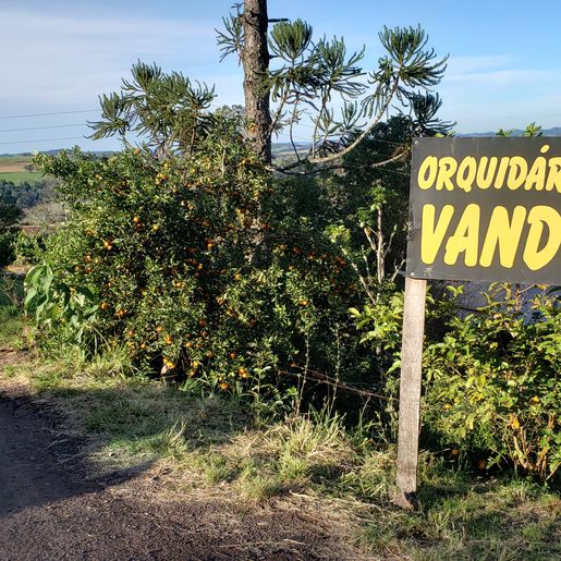 Mondaiense torna a paixão por orquídeas uma profissão