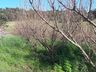 Poucos dias de frio prejudicam a produção de frutas