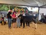 Julgamento do gado leiteiro e rodada de negócios movimentam o sábado na Expo Campo Erê