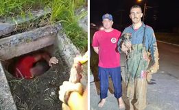 Cachorro preso em tubulação mobiliza resgate de 5 horas em SC