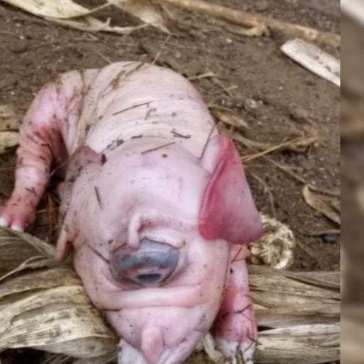 CASO RARO: porco nasce com olho gigante e sem nariz em Santa Catarina
