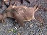 Cães matam ovelhas em propriedade de Guarujá do Sul