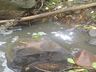 Polícia Ambiental investiga poluição hídrica em Itapiranga