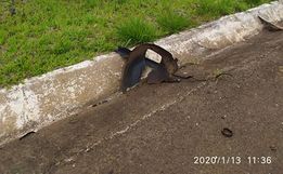 Mulher morre em colisão frontal contra caminhão na BR-282 em Paraíso