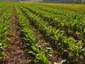 Safra de milho deve chegar a 15,3 mil hectares no Extremo Oeste, aponta Epagri