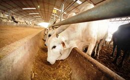 Curso sobre inseminação artificial será realizado neste mês