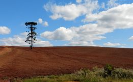 Agrônomo lamenta erosões causadas por manejo errado em lavouras