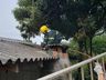 Idoso elimina vespas e causa princípio de incêndio em residência na linha Cristo Rei