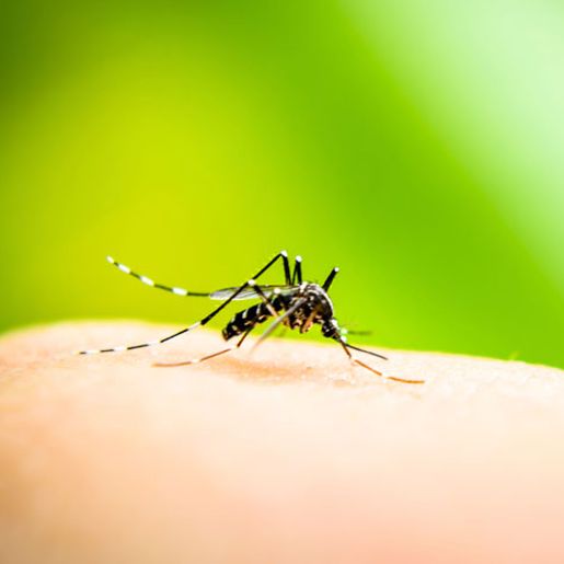 São Miguel do Oeste contabiliza quase 90 focos de Dengue
