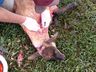 Cães matam ovelhas em propriedade de Guarujá do Sul