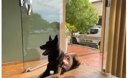 Após 11 anos de serviço, cão farejador Colt se aposenta da PM em SMO