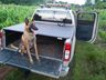 Após dez anos de serviço, cão policial Thor se aposenta em São Miguel do Oeste