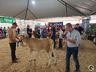 Avaliação de bezerras e novilhas é realizada na 11ª Efrait de Itapiranga