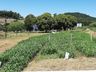Cooperalfa promove campo tecnológico de pastagens de verão em SJCedro