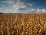 Área plantada com soja pode cair até 14% no Extremo Oeste, aponta Epagri