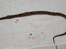 Mulher é picada por cobra venenosa no interior de Bandeirante