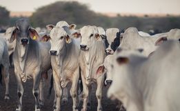 Propriedades recebem certificação de área livre de zoonoses