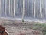 Fogo consome um hectare de reflorestamento em Itapiranga  
