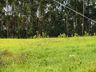 OUÇA: Peperi anuncia projeto para Parque Florestal na Linha Emboaba