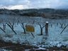 SC deve ter maior onda de frio extremo em 66 anos, com riscos de mortes e congelamentos