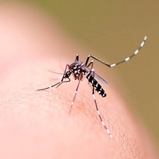 Casos de dengue sobem 43% em São Miguel do Oeste em comparação com 2024