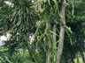 Morador de SJCedro investe no cultivo de pitaya