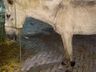 Cavalo é encontrado com tornozeleira eletrônica 