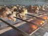 Igreja Matriz comercializa mais de 850KG de churrasco na Festa do Padroeiro
