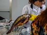 SMO: movimentação na Feira Livre para compra de peixes é intensa