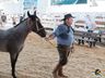 Cavalos crioulos de Itapiranga são avaliados na 11ª Efrait
