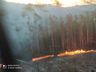 Bombeiros combatem incêndio em área de reflorestamento por 14 horas