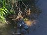 Moradora flagra descarte irregular de lixo em São Miguel do Oeste