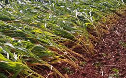 Fortes ventos causam estragos no interior de Itapiranga
