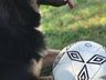 Cachorro é morto a tiros em sítio no interior de Paraíso