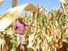 Estimativa de perdas na agricultura e pecuária no RS por causa da estiagem passa de R$ 12 bilhões