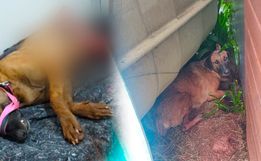 Morador denuncia atropelamento de cachorro na Willy Barth