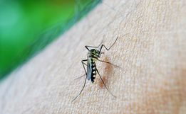 Após mortes, Santa Catarina faz alerta para dengue em idosos