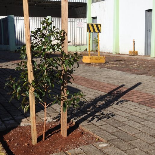 Urbanismo executa Plano de Arborização em São Miguel do Oeste