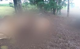 Raio mata oito vacas em propriedade no interior de Itapiranga