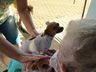 PEDIDO ATENDIDO: paciente em cuidados paliativos revê cachorrinhos de estimação