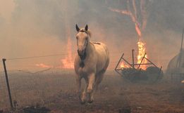 Incêndios na Austrália já mataram quase meio bilhão de animais